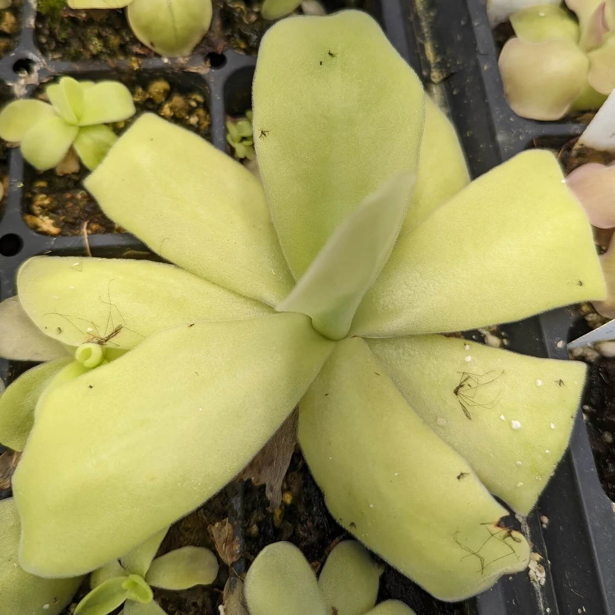 Giant Butterwort plant
