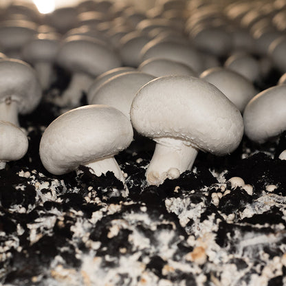 Mushroom Spawn