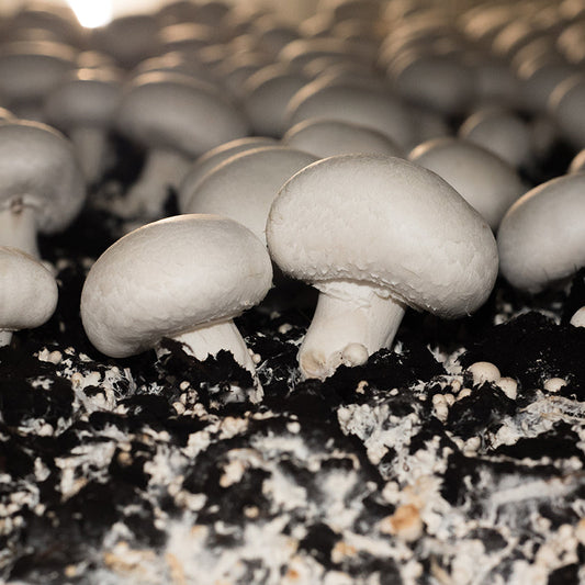 Mushroom Spawn