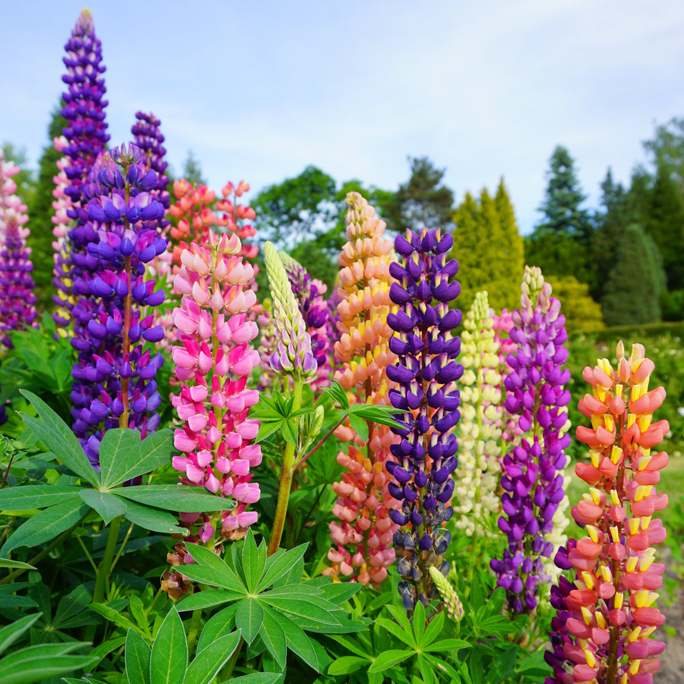 Tutti Frutti flower seeds