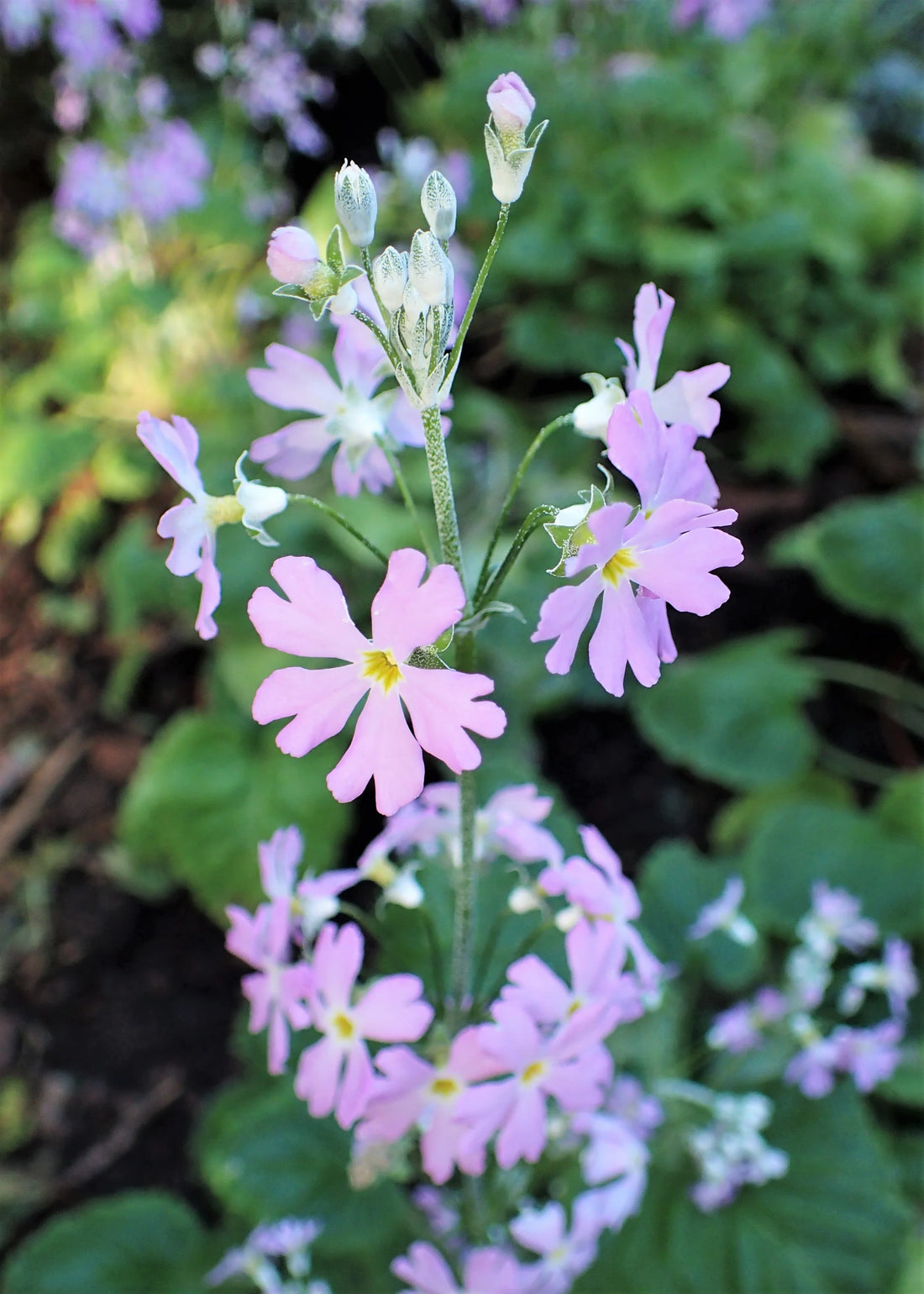 Light Pink flower seeds