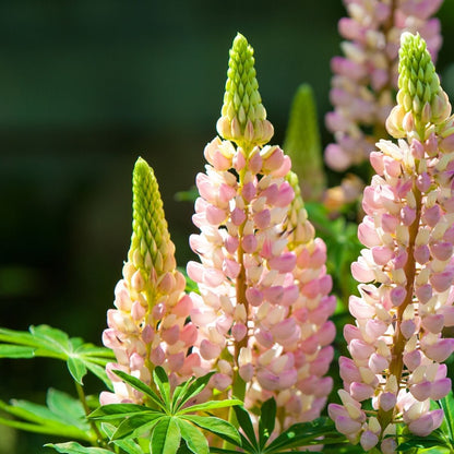 Baby Pink Lupine plant