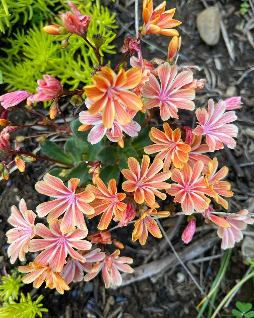 Flower flower seeds