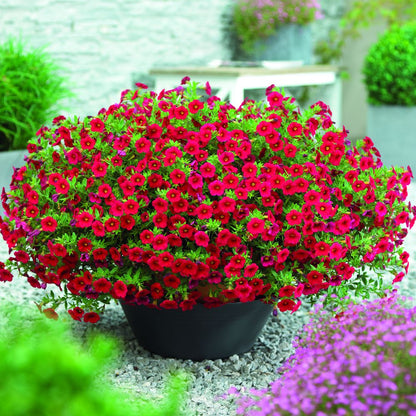 Calibrachoa flower seeds