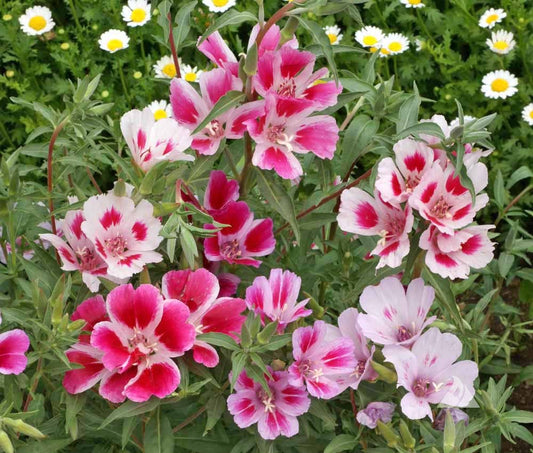 Farewell To flower seeds