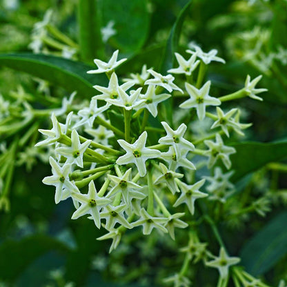 Queen of the Night (Cestrum Nocturnum) Flower Seeds for Planting – Heirloom Non-GMO Garden Seeds