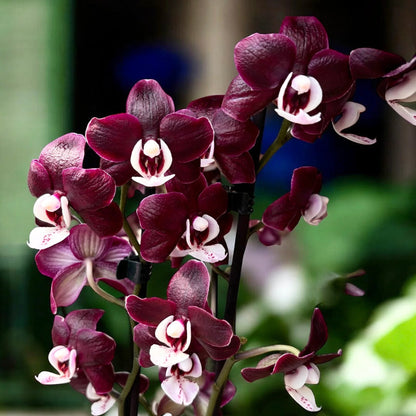 Chocolate Phalaenopsis Orchid Flower Seeds for Planting – Heirloom Non-GMO Garden Seeds
