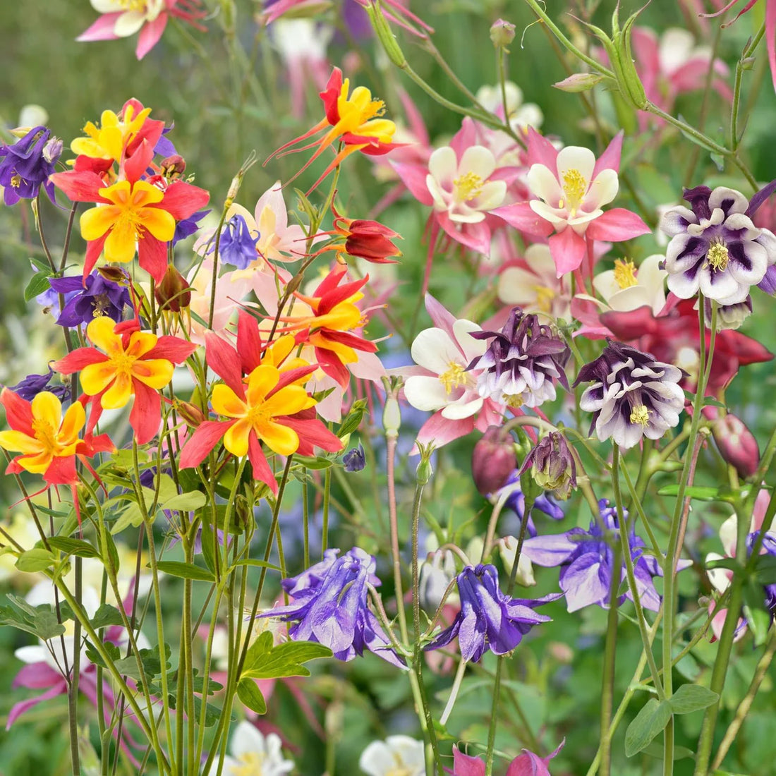 Aquilegia Columbine flower seeds