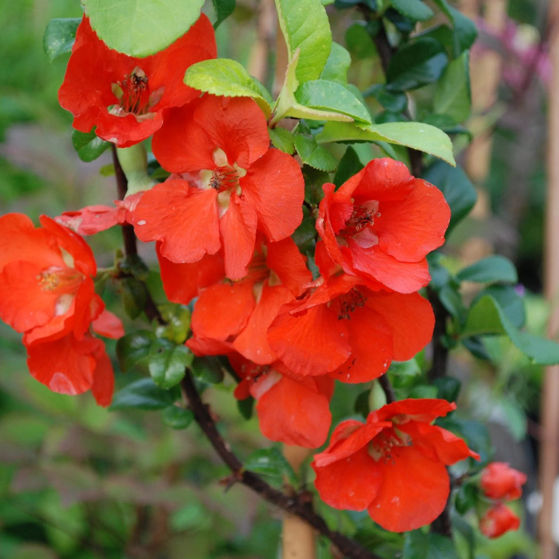 Orange Chaenomeles flower seeds