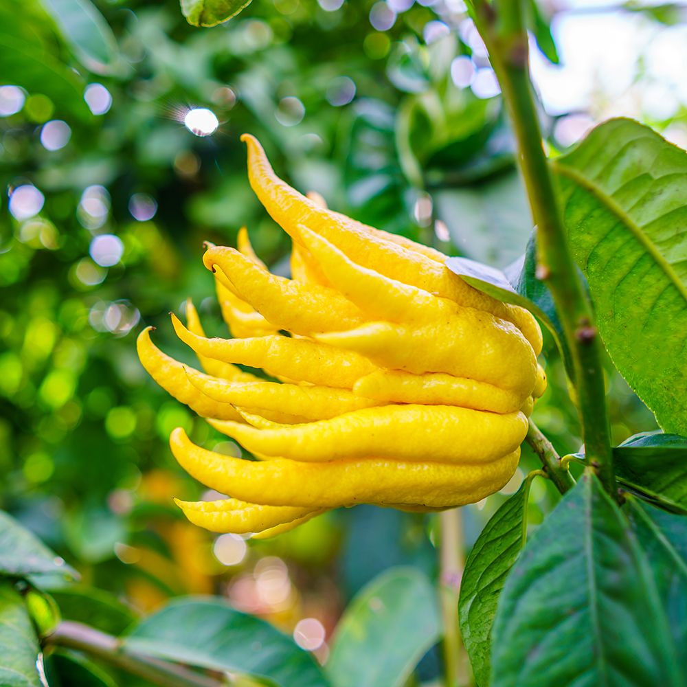 buddhas hand seeds