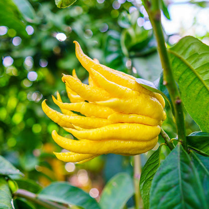 buddhas hand seeds