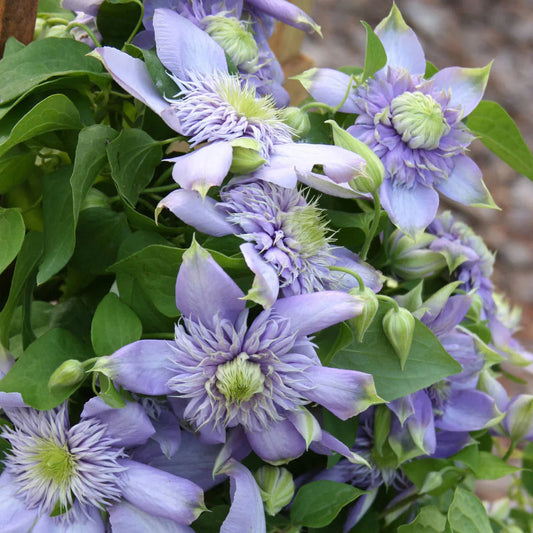 Violet Red flower seeds