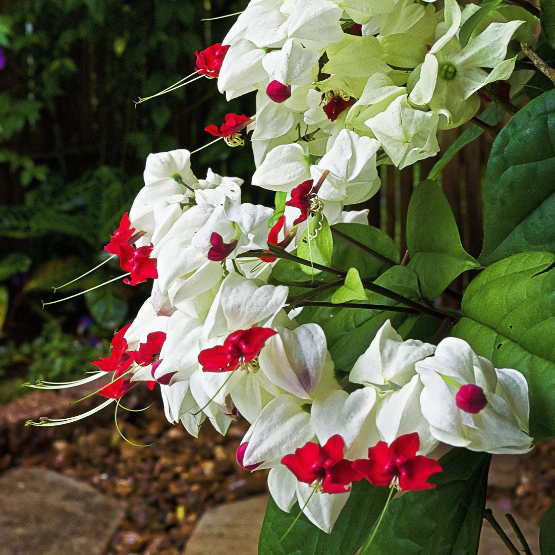 White Red flower seeds