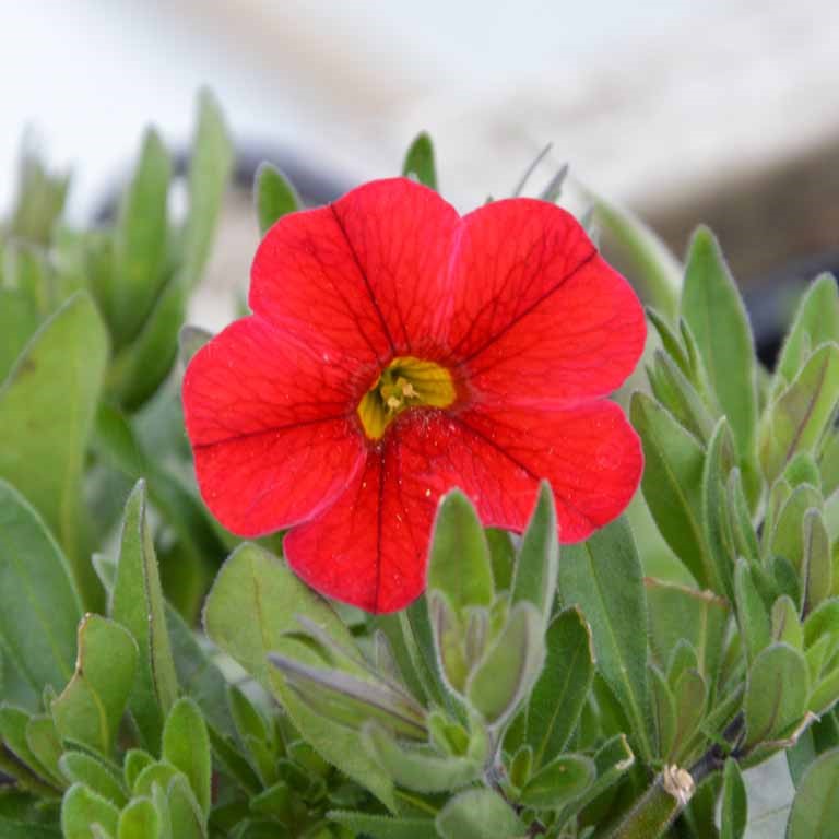 Red Calibrachoa flower seeds
