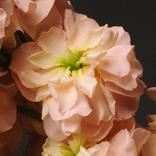 Peach Matthiola flower seeds