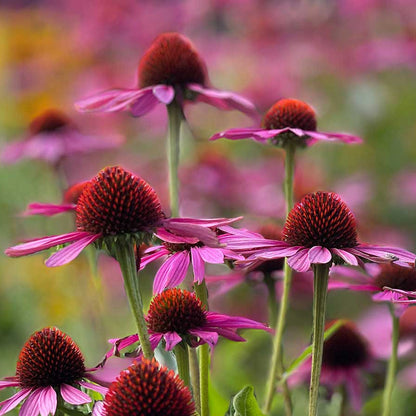 Bright Coneflower plant