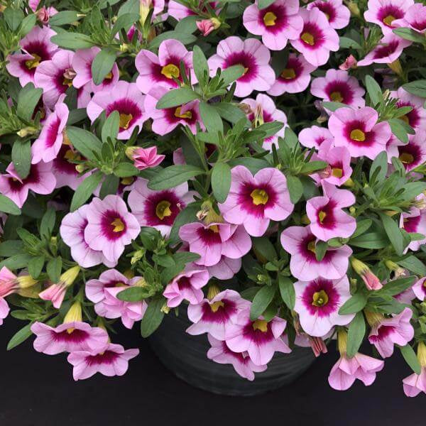 Cabaret Series plant