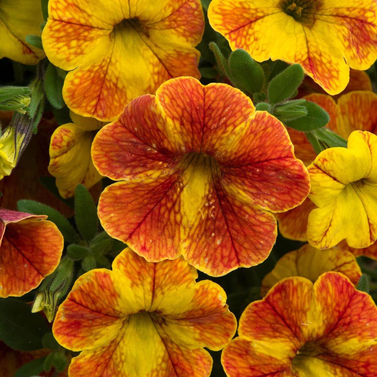 Cabaret Series plant