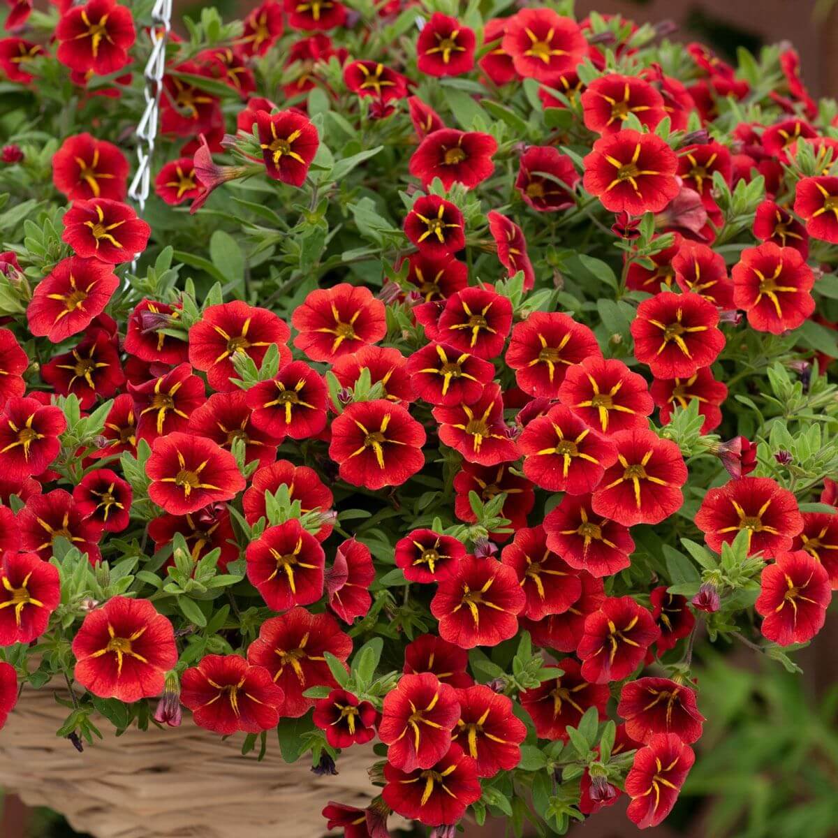 Cabaret Series plant