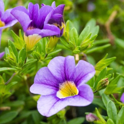 Cabaret Series plant