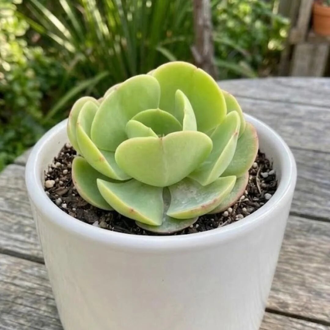 Graines de succulente Echeveria Pallida verte à planter – Succulente en rosette rare