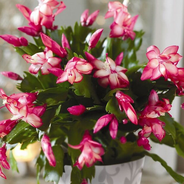 Christmas Cactus plant