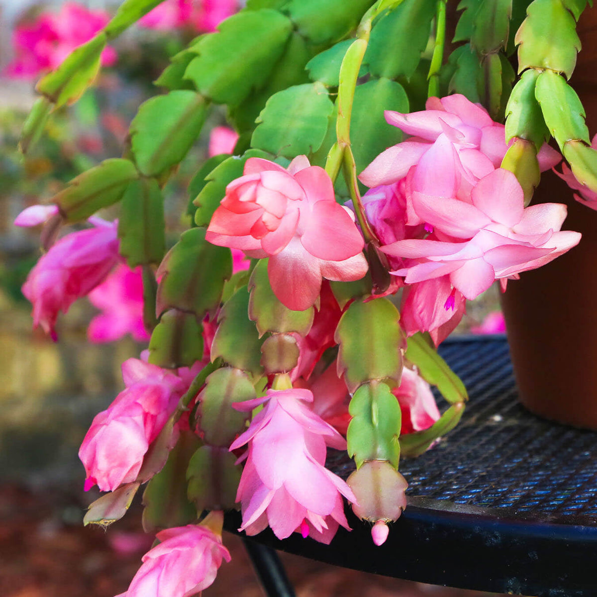 Christmas Cactus plant