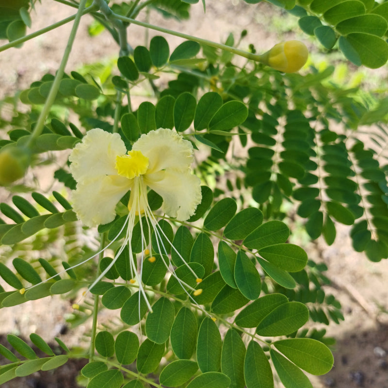 White Caesalpinia flower seeds
