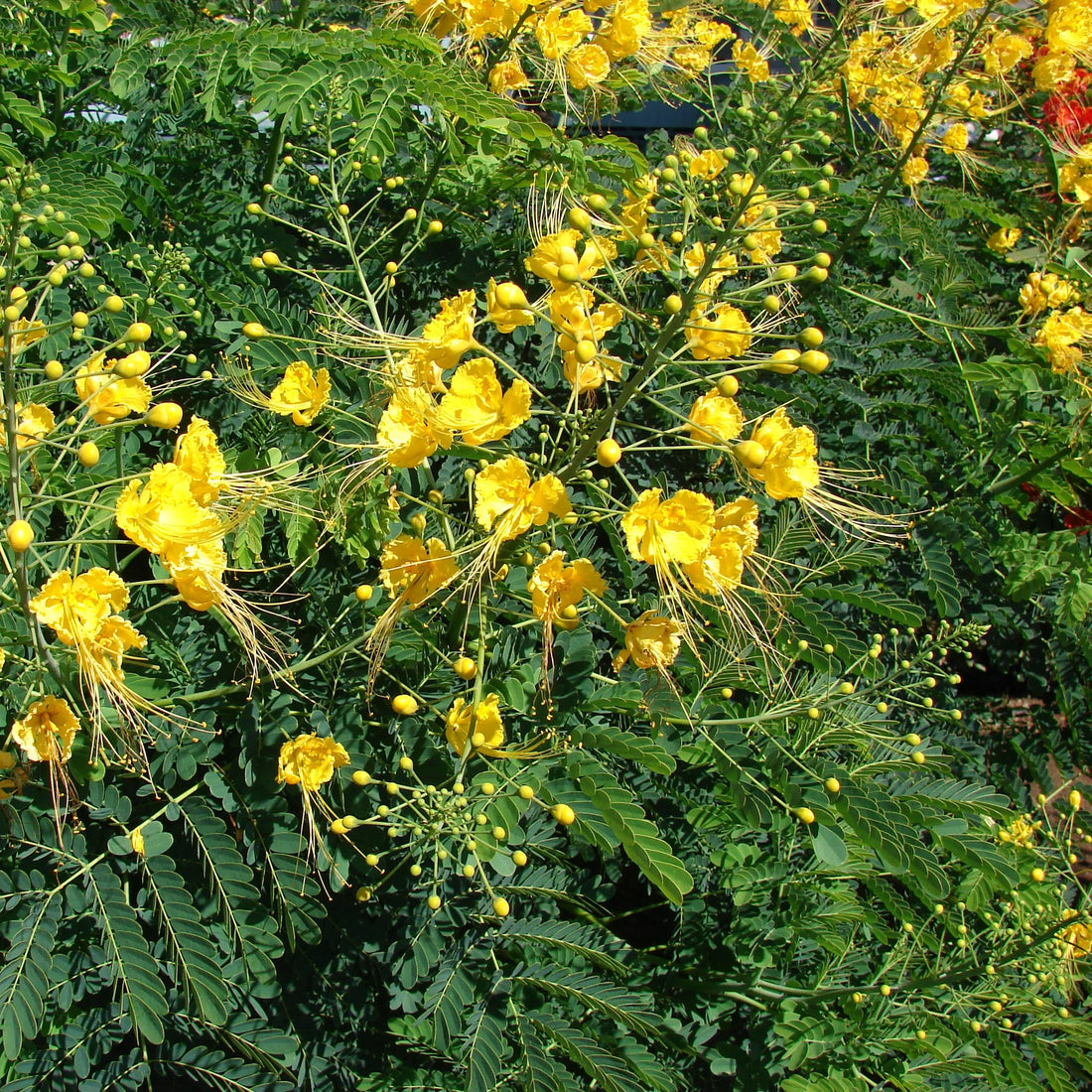 Caesalpinia flower seeds