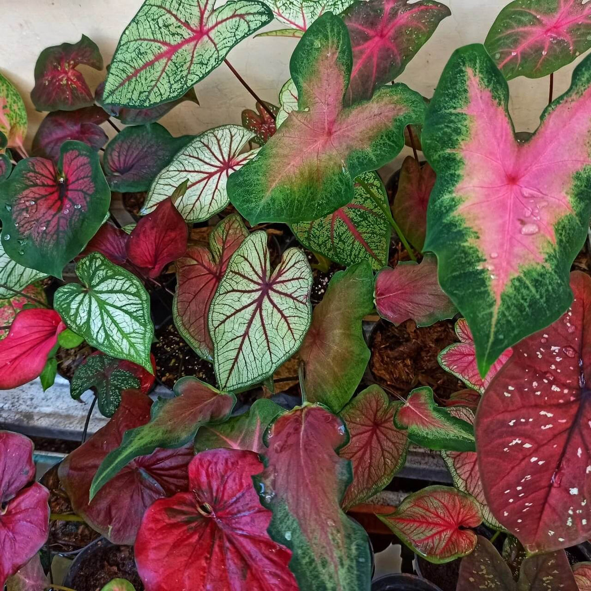 Caladium plant