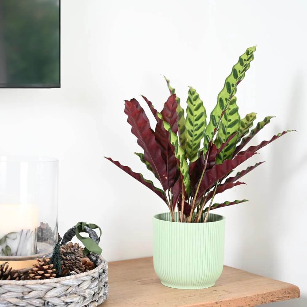 Calathea Lancifolia plant