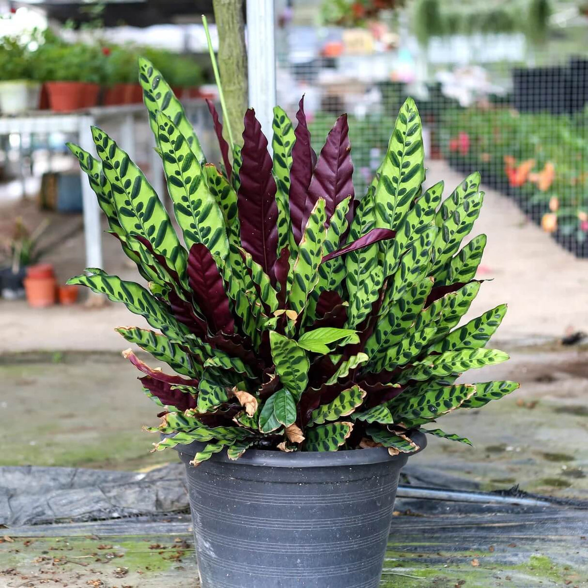 Calathea Lancifolia plant