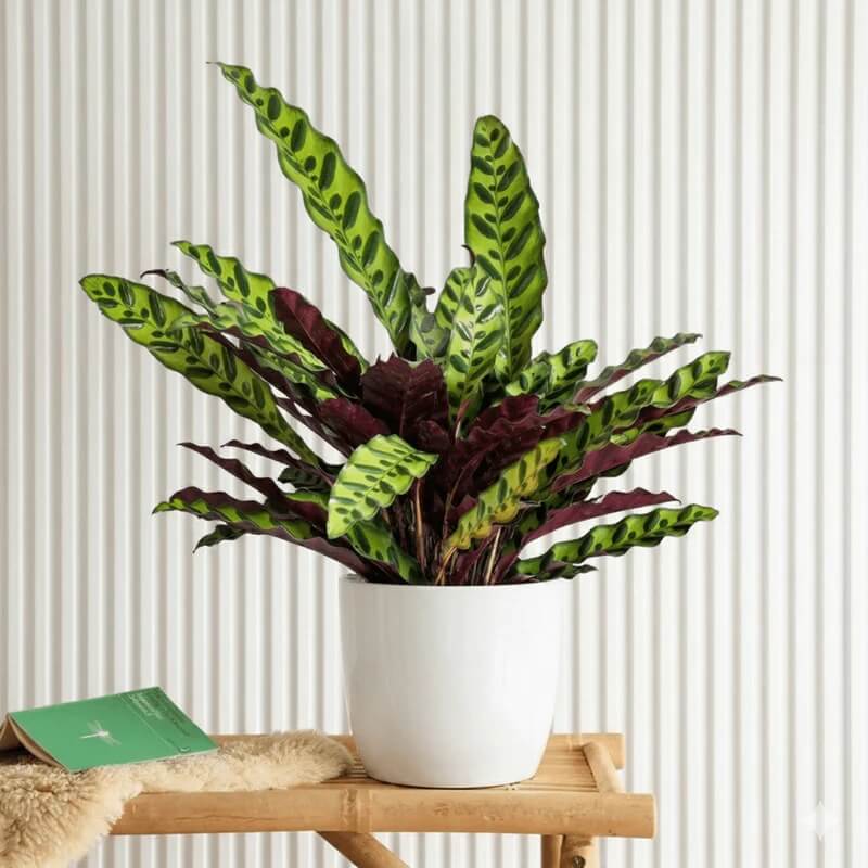 Calathea Lancifolia plant