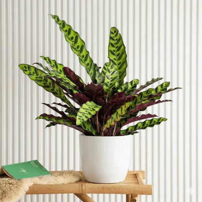 Calathea Lancifolia plant