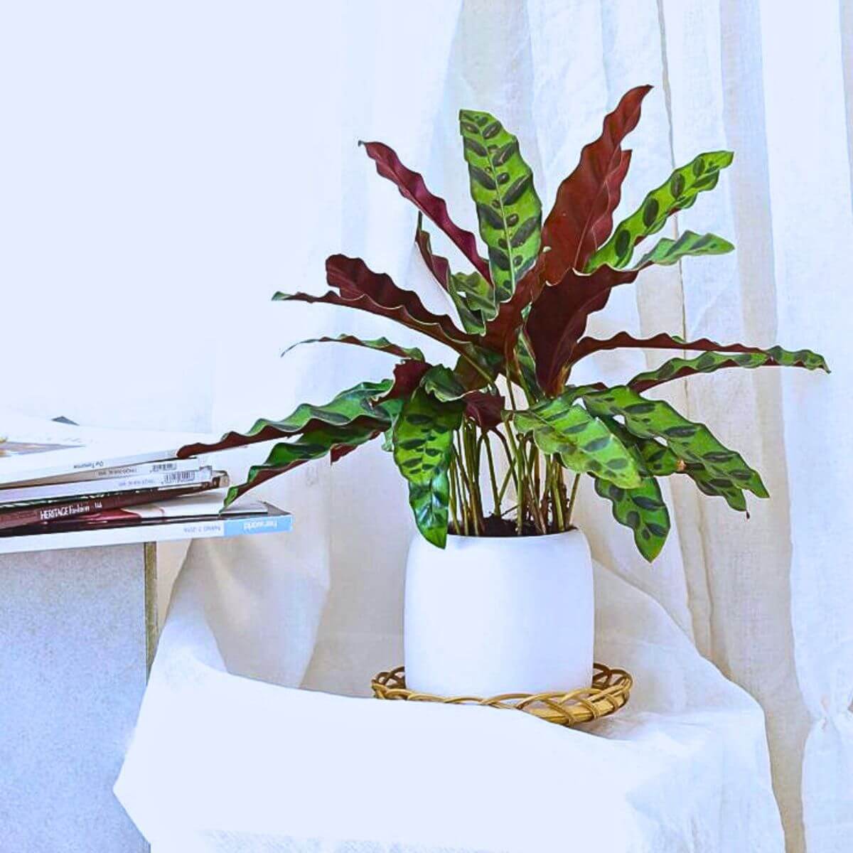 Calathea Lancifolia plant