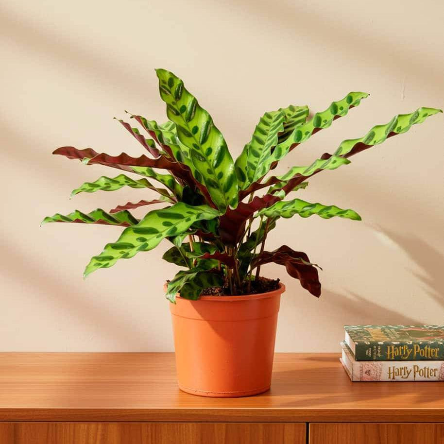 Calathea Lancifolia plant