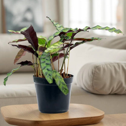 Calathea Lancifolia plant