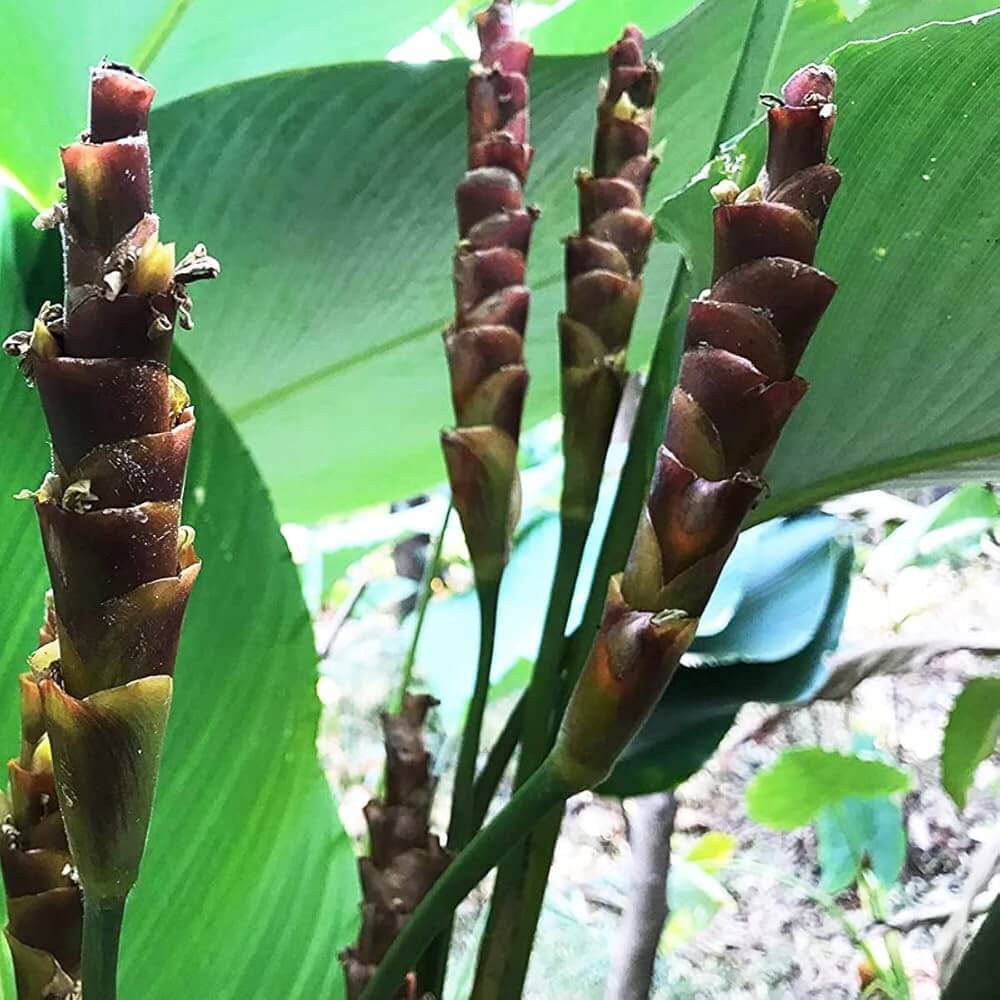 Calathea Lutea plant