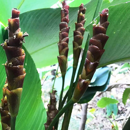 Calathea Lutea plant