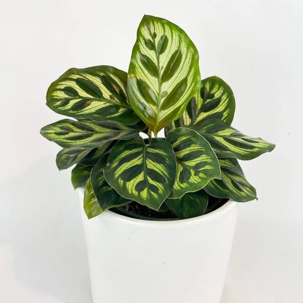Calathea Makoyana plant