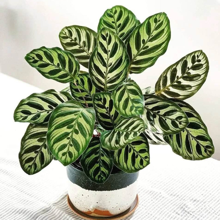 Calathea Makoyana plant