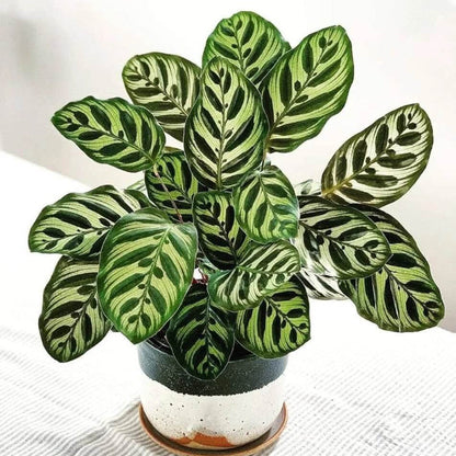 Calathea Makoyana plant