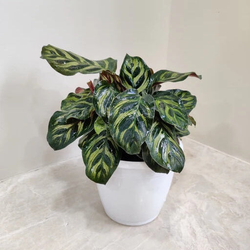 Calathea Makoyana plant