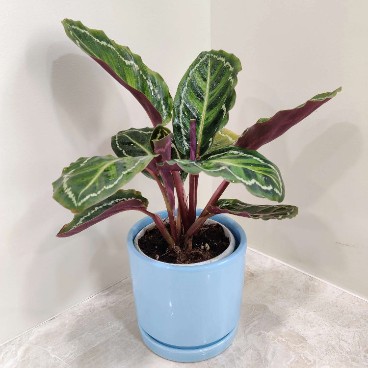 Calathea Medallion plant