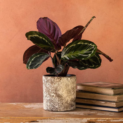 Calathea Medallion plant
