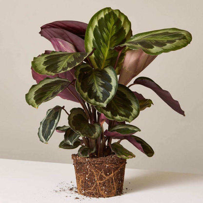 Calathea Medallion plant