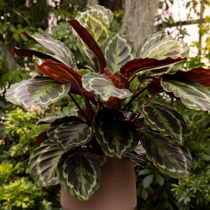 Calathea Medallion plant