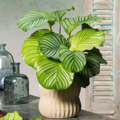Calathea Orbifolia plant