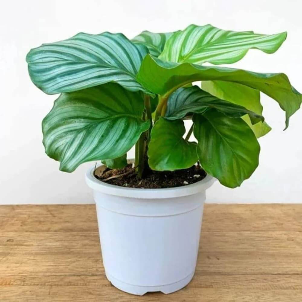 Calathea Orbifolia plant