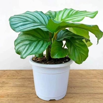 Calathea Orbifolia plant